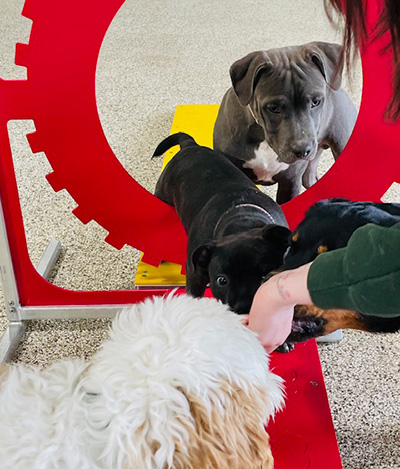 puppy social play image