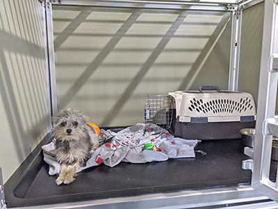 Teddy Bear Canyon Dog