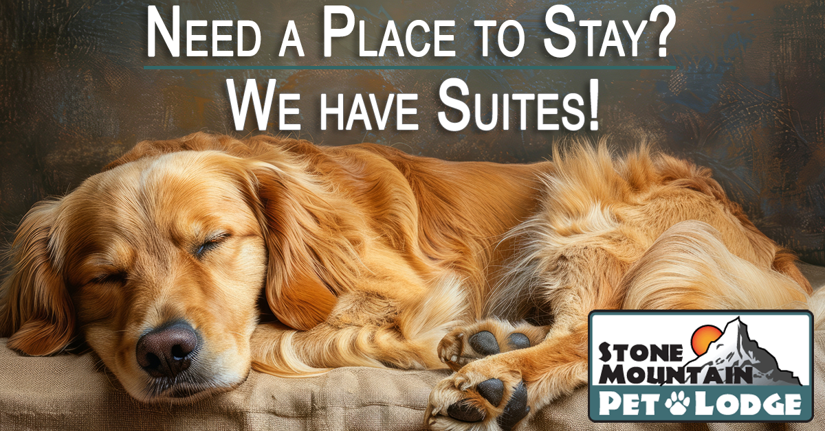 dog boarding landing image